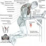 Dips - exercițiu, așteptările depășind