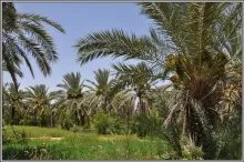Hoteluri 1 linie de ultra all inclusive (ultra all inclusive) recurg Tunisia - vacanțe de la Pegas Touristik