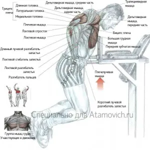 Dips - exercițiu, așteptările depășind