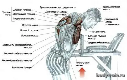 Dips - cum ar fi push-up-uri de pe bare