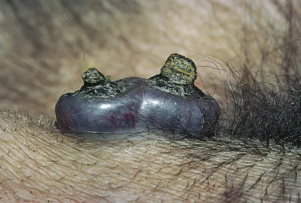 Papiloame la câini și pisici, medicul veterinar