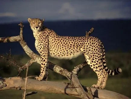 Spre deosebire de leopard și ghepard jaguari ghepard