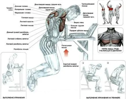 Dips ce mușchii funcționează corect echipamente performante