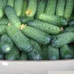 Sere pentru castraveți cu propriile sale mâini Instrucțiunea cu privire la fabricație (sere) Sere pentru castraveți cu propriile sale mâini Instrucțiunea cu privire la fabricație