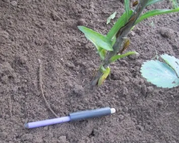 Transplantare trandafiri în toamnă (nuferi) Transplantare trandafiri în toamna