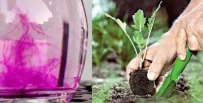 crini de transplant când să sape în sus și transplant de la un alt loc în primăvara sau toamna (săpăturii) crini de transplant, atunci când să sape și transplant de la un alt loc în primăvara sau toamna