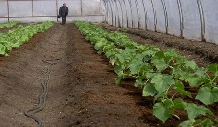 Castravete de sere pentru propria lor recomandare mâini pentru începători