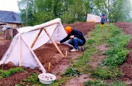 Cu efect de seră cu mâinile sale pentru castraveți, roșii, ardei, varza, în grădină, pe balcon - viața mea (cu mâinile) Cu efect de seră cu mâinile sale pentru castraveți, roșii, ardei, varza, în grădină, pe balcon - viața mea