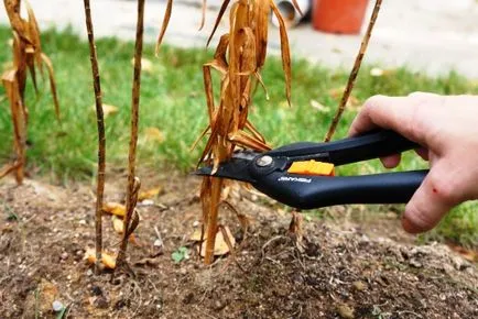 trandafiri transplantare se încadrează într-o altă locație, și recomandările video