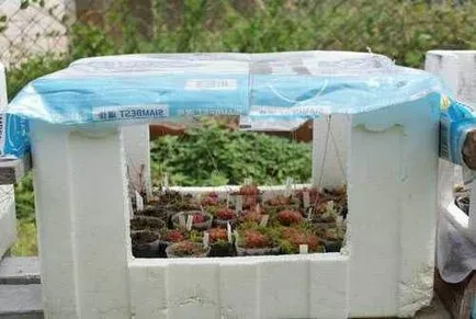 Cu efect de seră cu mâinile sale pentru castraveți, roșii, ardei, varza, în grădină, pe balcon - viața mea (cu mâinile) Cu efect de seră cu mâinile sale pentru castraveți, roșii, ardei, varza, în grădină, pe balcon - viața mea
