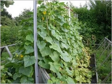 Cu efect de seră cu mâinile sale pentru castraveți, roșii, ardei, varza, în grădină, pe balcon - viața mea (castraveți) Cu efect de seră cu mâinile sale pentru castraveți, roșii, ardei, varza, în grădină, pe balcon - viața mea