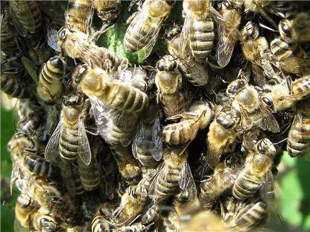 Bee roi - Blogul apicultor