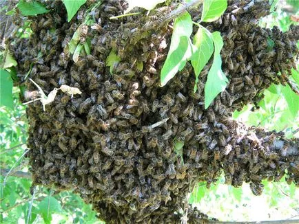 Bee roi - Blogul apicultor