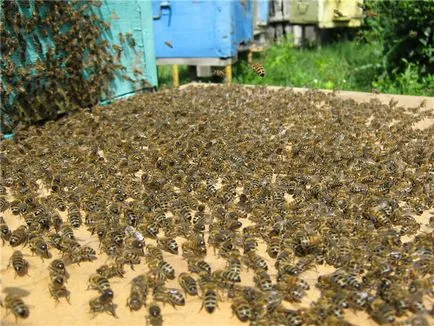 Bee roi - Blogul apicultor