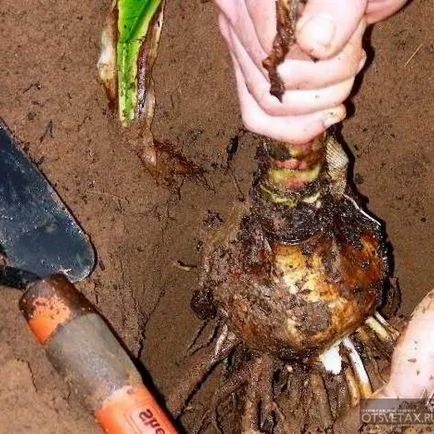 trandafiri transplantare se încadrează într-o altă locație, și recomandările video