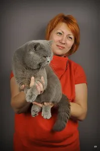 Crescatoria de pisici britanice modus vivendi - vânzare pisoi (cat britanic) felisa britanic Modus Vivendi - pisoi de vânzare