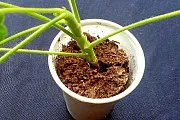 De ce sunt frunzele noi sunt mai mici în dimensiuni (dimensiune) De ce sunt frunzele noi sunt mai mici
