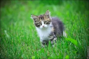 De ce o pisica merge de la sine, asistent feline