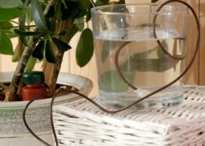 De ce în scădere frunze de violete, plante de apartament De ce în scădere frunze de violete, plante de apartament