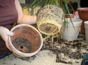 De ce este în scădere frunze de geranium, plante (frunze) De ce este în scădere frunze de muscate, plante de apartament