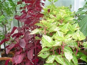 De ce în scădere frunze de violete, plante de apartament De ce în scădere frunze de violete, plante de apartament
