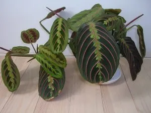 De ce este în scădere frunze de mușcate, plante de apartament (în scădere) De ce este în scădere frunze de muscate, plante de apartament