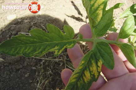 De ce rândul său, galben și frunze uscate de tomate 1