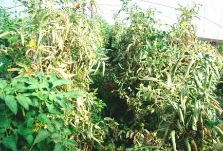 De ce tomate frunze buclat și schimbarea culorii (răsucite) De ce tomate frunze buclat și schimbarea culorii
