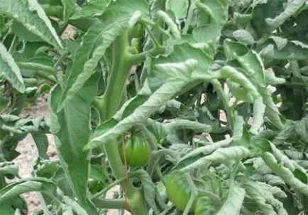 De ce tomate frunze buclat și schimbarea culorii (răsucite) De ce tomate frunze buclat și schimbarea culorii