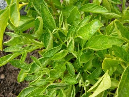 De ce tomate frunze buclat și schimbarea culorii (frunze) De ce tomate frunze buclat și schimbarea culorii