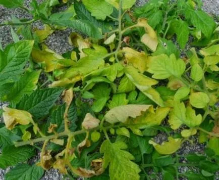 De ce rosii frunze de culoare curl și schimbare (plantele pot fi pierdute) De ce tomate frunze buclat și schimbarea culorii