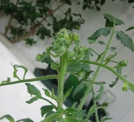 De ce rosii frunze de culoare curl și schimbare (tomate frunze curl) De ce tomate frunze buclat și schimbarea culorii