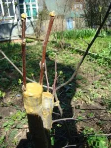 instrucțiuni detaliate despre cum să insufle pere de primăvară Bud sau mâner (mai mult) instrucțiuni detaliate despre cum să insufle pere de primăvară Bud sau mâner