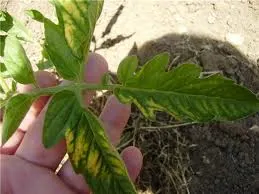 De ce frunze rândul său, galben, tomate