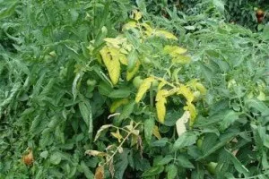 De ce frunzele se îngălbenesc în tomate în câmp deschis și în sere (galben) De ce frunzele se îngălbenesc în tomate în câmp deschis și în sere