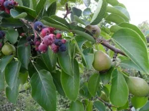 instrucțiuni detaliate despre cum să insufle pere de primăvară Bud sau mâner (pere grefare) instrucțiuni detaliate despre cum să insufle pere de primăvară Bud sau mâner