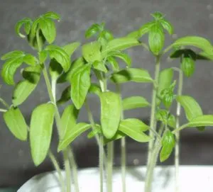 De ce frunzele se îngălbenesc de tomate în seră și cum să-l lupta (frunze) De ce frunzele se îngălbenesc de tomate în seră și cum să lupte