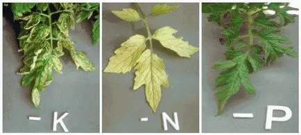 De ce frunzele se tomatele galbene au și cum să trateze De ce frunzele se tomatele galbene au și cum să trateze