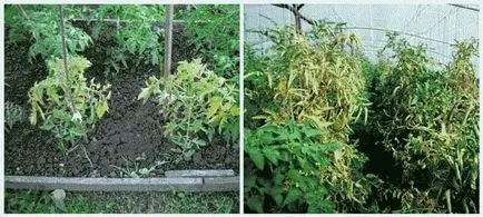 De ce frunzele se tomatele galbene au și cum să trateze (galben) De ce frunzele se tomatele galbene au și cum să trateze