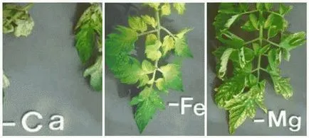 De ce frunzele se tomatele galbene au și cum să trateze (pentru un motiv oarecare) De ce frunzele se tomatele galbene au și cum să trateze