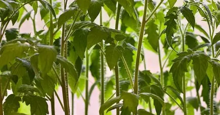 De ce frunzele se tomatele galbene la cauzele, prevenirea, controlul dăunătorilor (frunze) De ce frunzele se tomatele galbene la cauzele, prevenirea, controlul dăunătorilor