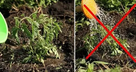 De ce frunzele se tomatele galbene în seră, principalele cauze ale îngălbenire