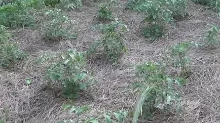 De ce frunzele se tomatele galbene