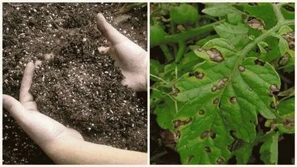 De ce frunzele se tomatele galbene au și cum să trateze (frunze) De ce frunzele se tomatele galbene au și cum să trateze