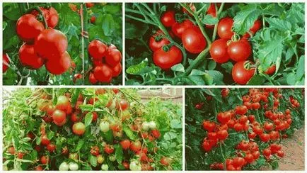 De ce frunzele se tomatele galbene au și cum să trateze De ce frunzele se tomatele galbene au și cum să trateze