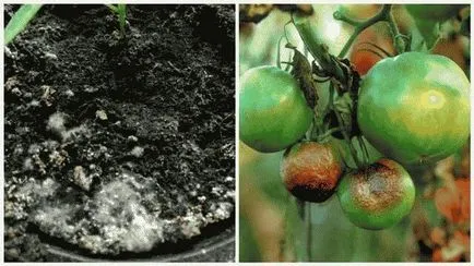 De ce frunzele se tomatele galbene au și cum să trateze (galben) De ce frunzele se tomatele galbene au și cum să trateze