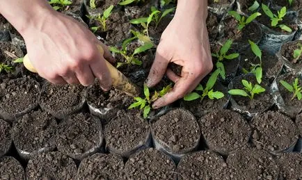 Pregătirea semințelor și cultivarea corespunzătoare a răsadurilor de tomate în casă