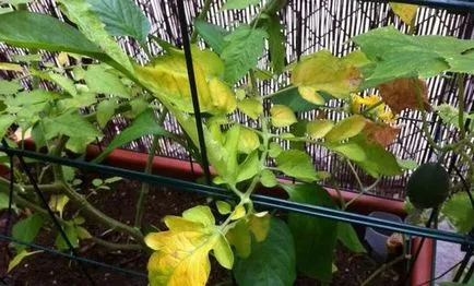De ce frunzele se tomatele galbene în seră, principalele cauze ale îngălbenire