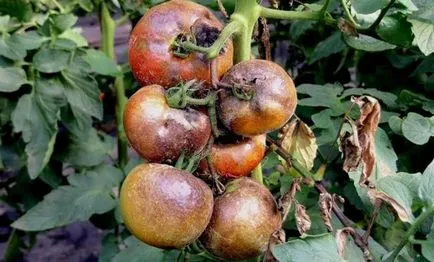 De ce frunzele se tomatele galbene în seră, principalele cauze ale îngălbenire
