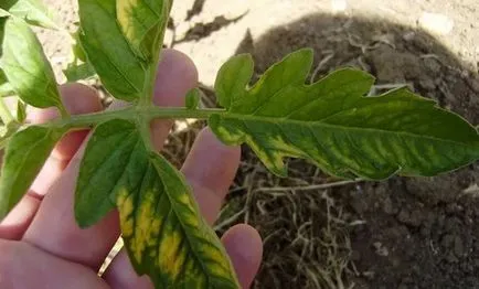 De ce frunzele se tomatele galbene în seră, principalele cauze ale îngălbenire